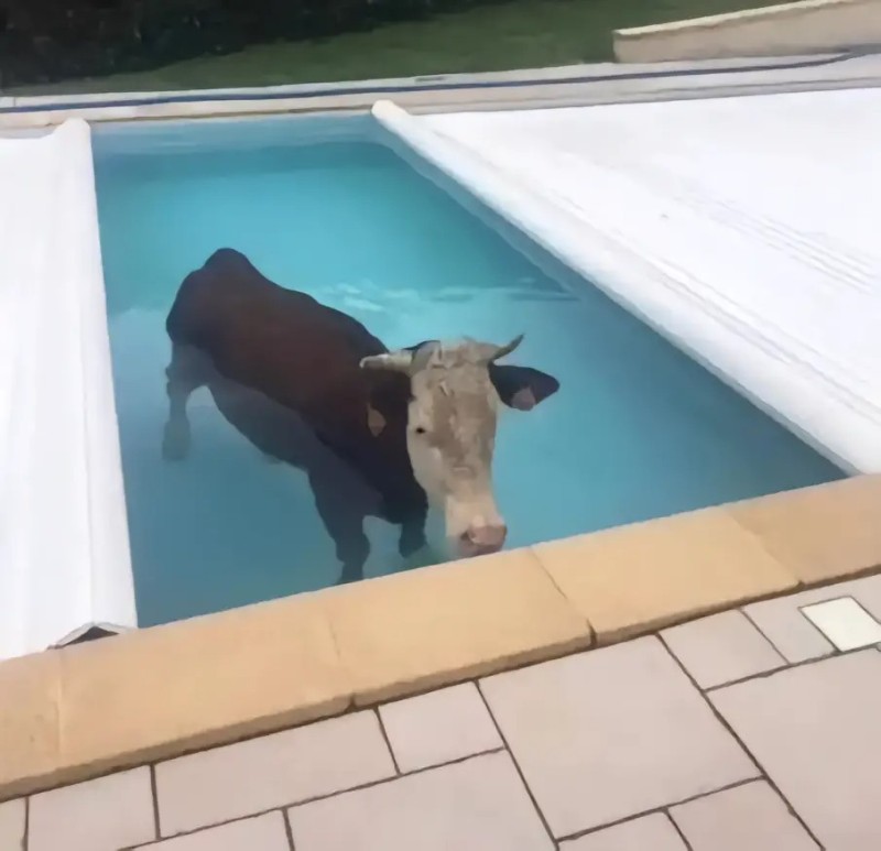 Create meme: cow in the pool, animals in the pool, pool 