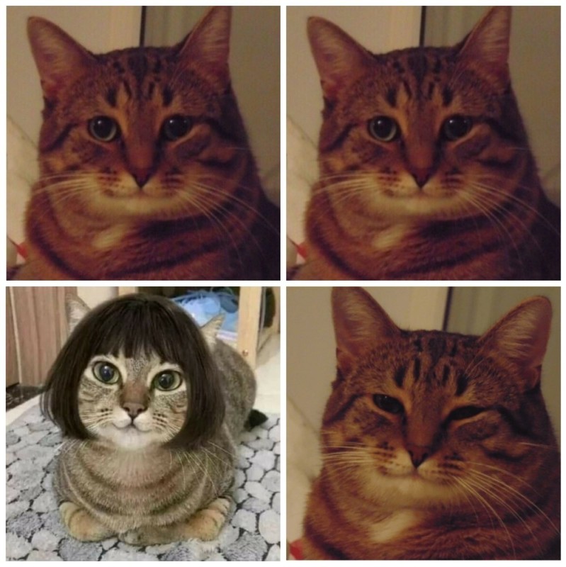 Create meme: memes with a cat, the cat from the meme, happy cat meme