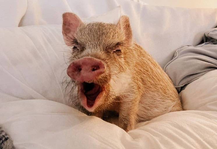 Создать мем: мини пигги свинка, милая свинка, поросята мини пиги