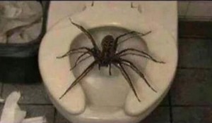 Create meme: toilet, big spiders, huntsman spider