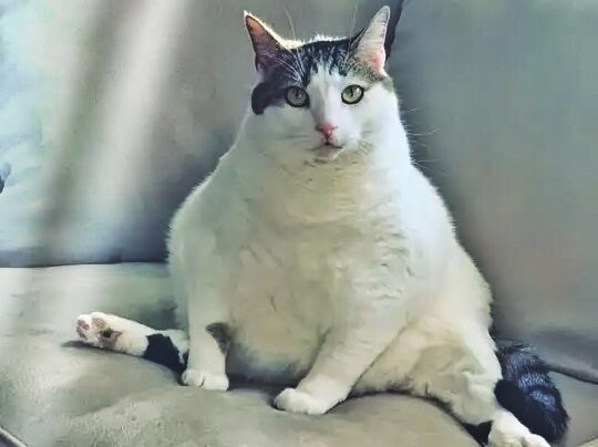 Create meme: the fattest cats, fat cat , chubby cats