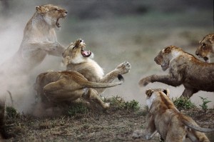 Create meme: lioness, fight animals, a fight of beasts