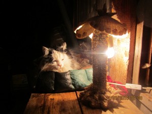 Создать мем: кошка, кошка спит ночь, кошка под лампой фото