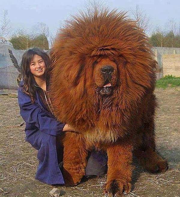 what is the biggest puppy