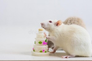 Create meme: decorative rat, dreamstime, shutterstock