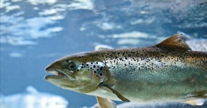 Create meme: Atlantic salmon salmo salar