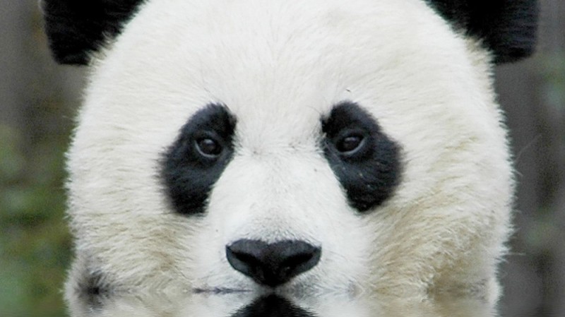 Создать мем: лицо панды, глаза панды, большая панда