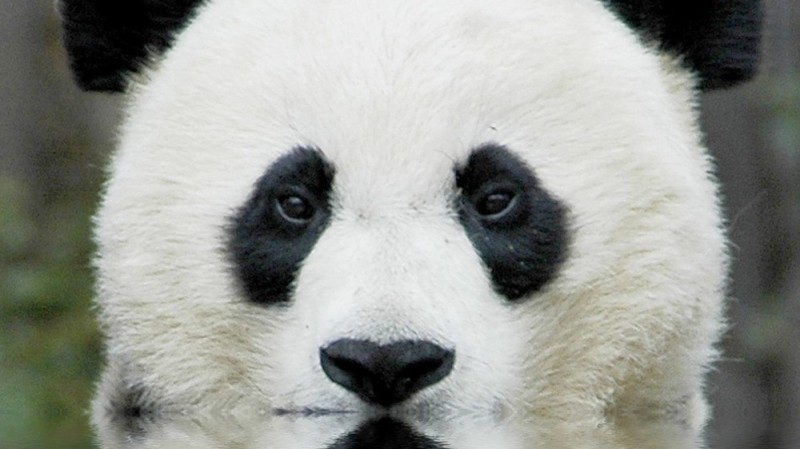 Create meme: panda face, panda eyes, the giant Panda 