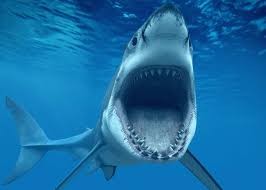 Создать мем: акула с открытой пастью, carcharodon carcharias, акула кархародон