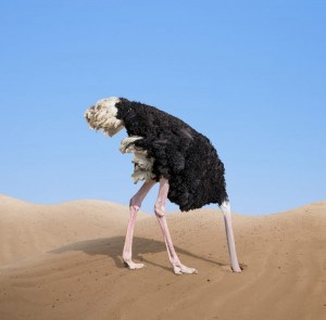 Create meme: ostrich, the ostrich head in the sand