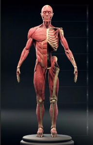 Create meme: muscle man, anatomy anatomy, the anatomy of the body