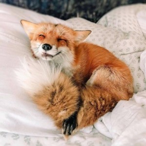 Create meme: cute animals, foxes, fish Fox photo