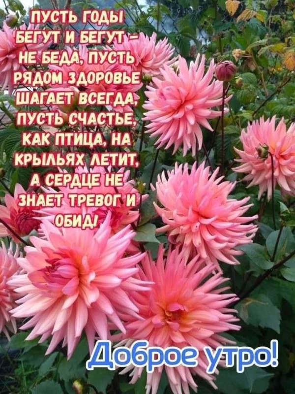 Create meme: georgina nenekazi, dahlia flowers, best wishes