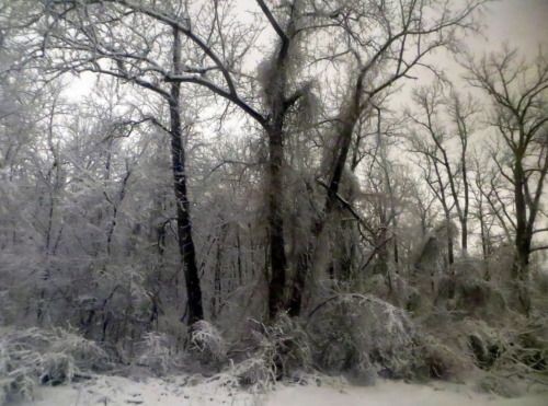 Create meme: winter trees, snow nature, snow 