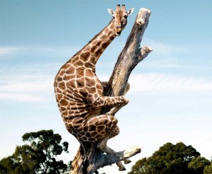Create meme: giraffe in a tree, funny animals pictures, funny animals