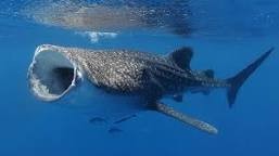 Create meme: giant whale shark, great whale shark, the whale shark
