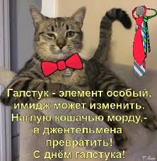 Создать мем: котик, кошка, кот с галстуком