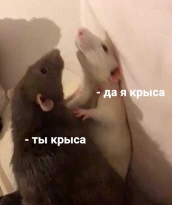 Create meme: meme you're a rat I'm a rat, we rats, you're a rat I'm a rat