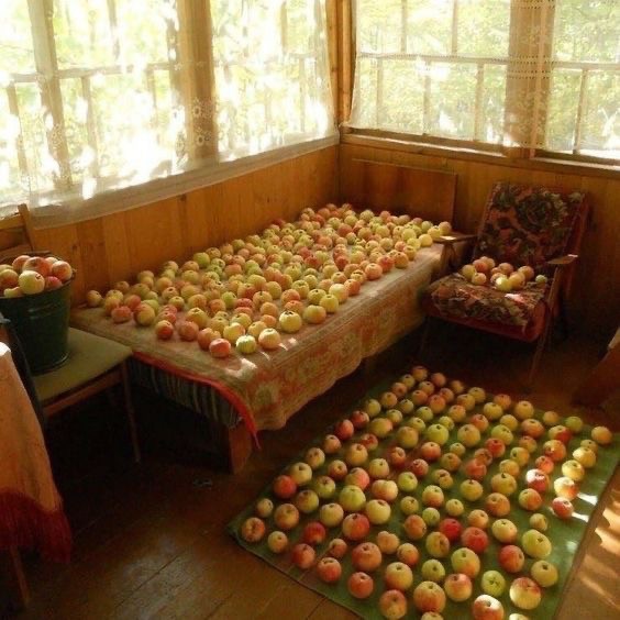 Create meme: apples, apples on the veranda, apple orchards