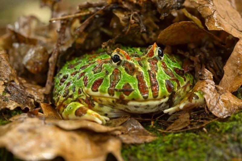 Создать мем: лягушка рогатка кранвелла, ceratophrys ornata, жаба рогатая