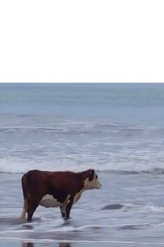Создать мем: корова смотрит на море, корова на берегу, корова у моря мем