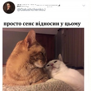 Создать мем: толстый кот, cat, коты