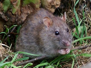 Create meme: short-tailed mole rat photo, the earthen rat, rat