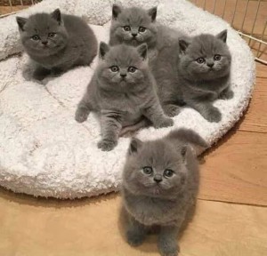 Create meme: Scottish straight kitten, kittens British Shorthair