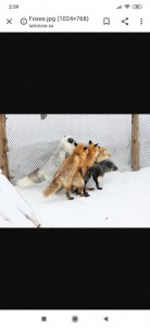 Create meme: Fox, foxes mating, Fox