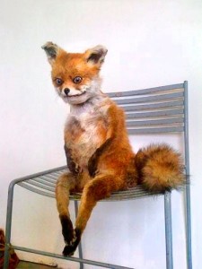 Create meme: meme stoned Fox, animals, a stuffed Fox