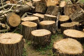 Create meme: sawn down tree, poplar wood, tree log