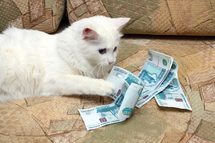 Создать мем: белый кот с деньгами, кот деньги, деньги