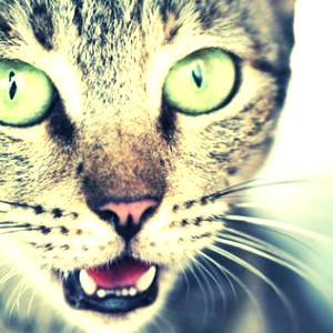 Создать мем: green eyes, картинка 300х300, кошка усы