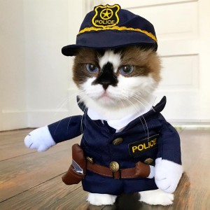 Create meme: the cat in police costume, cat in police uniform