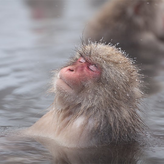 Create meme: japanese macaques, Japanese monkeys in hot springs, Japanese macaques in hot springs