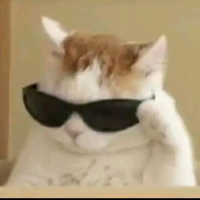 Create meme: cool cats, cats with glasses, cool cat meme