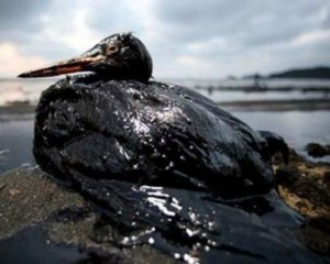 Create meme: oil spill, environmental disaster oil spill