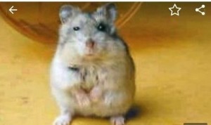 Create meme: Djungarian hamster photo, the bite of a hamster, hamster