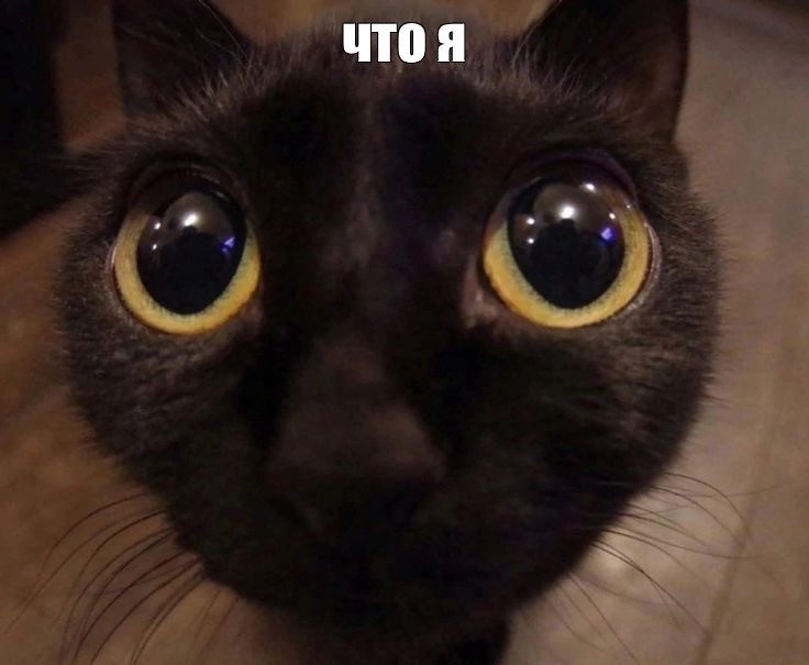 Create meme: a cat with bulging eyes, black cat with bulging eyes, a cat without an eye