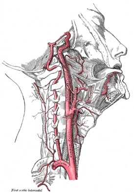 Create meme: carotid artery anatomy, blood supply to the head and neck, arteries of the head and neck