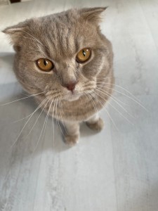 Create meme: Scottish fold cat grey, British Shorthair, Scottish