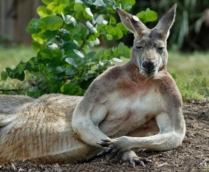 Создать мем: кенгуру качок, прикольные фото кенгуру, милые кенгуру