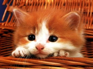 Create meme: very cute kittens, cute cats, ginger kitten