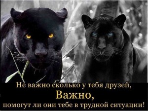 Create meme: black jaguar, Bagira, Panther