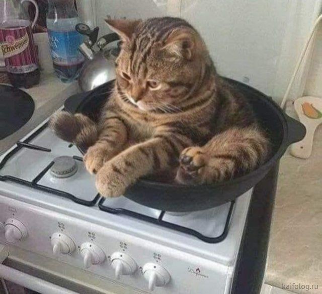 Create meme: soup with a cat, hungry cat, the cat in the pan