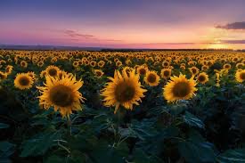 Create meme: field of sunflowers, sunflowers field, sunflower field