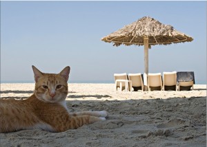 Создать мем: лето коты море, пляж, кот на море картинки