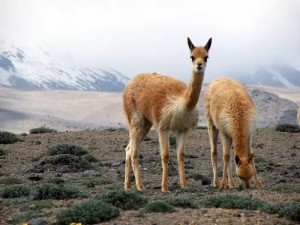 Create meme: vicuña of South America, vicuña guanaco, Lama guanaco