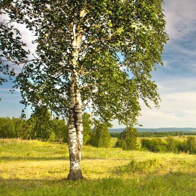 Create meme: birch , hanging birch, birch grove hanging birch