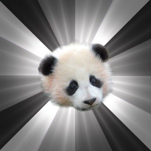 Create meme: Sorry bashful Panda Regr